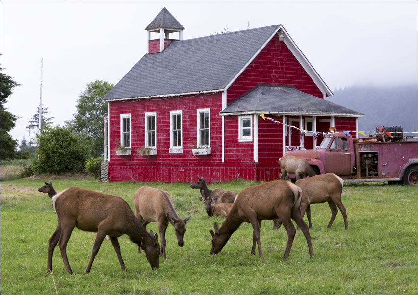 top Roosevelt Deer roam in Orick, California., Carol Highsmith - plakat 100x70 cm