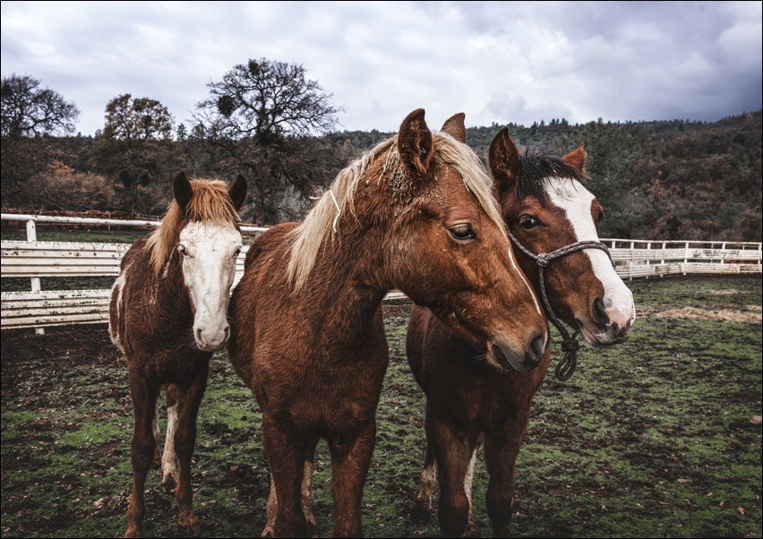 Yearlings on a ranch in Red River County near Detroit, Texas., Carol Highsmith - plakat 100x70 cm