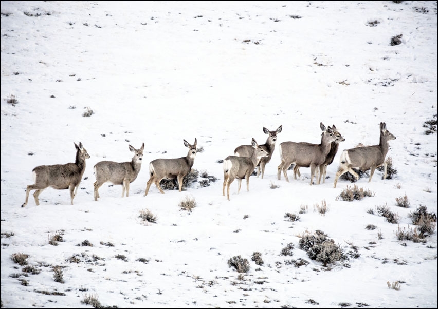 Mule deer gather on a snowy hillside in Sweetwater County, Wyoming., Carol Highsmith - plakat 40x30 cm