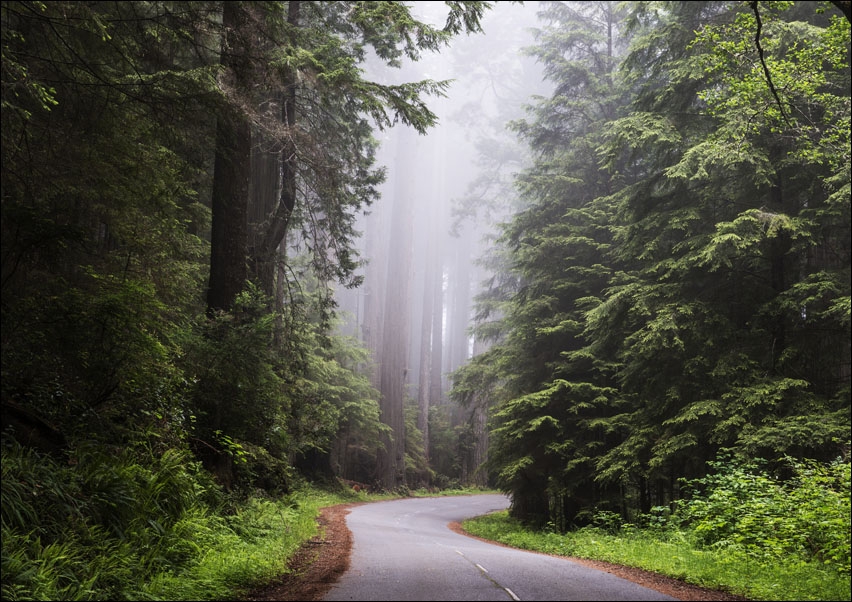 Redwood National and State Park on U.S. 101 in Northern California., Carol Highsmith - plakat 100x70 cm