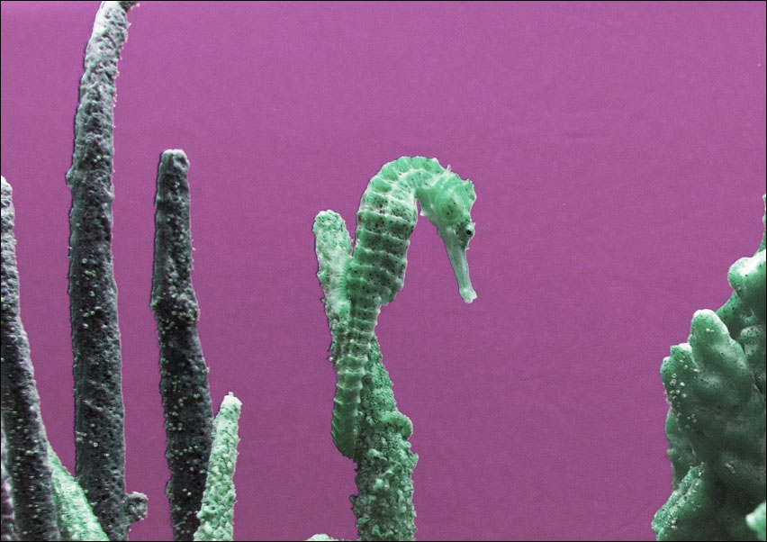Seahorse at The Monterey Bay Aquarium in Monterey, California., Carol Highsmith - plakat 84,1x59,4 cm