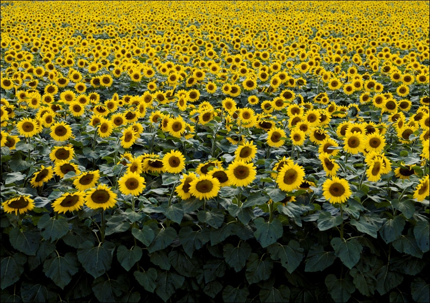 Sunflowers in a Wisconsin field., Carol Highsmith - plakat 91,5x61 cm