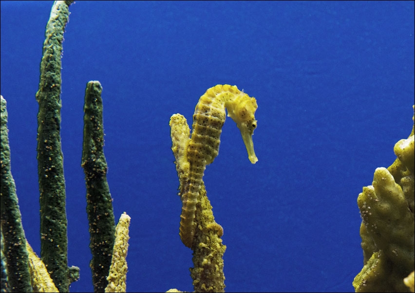 Seahorse., Carol Highsmith - plakat 29,7x21 cm