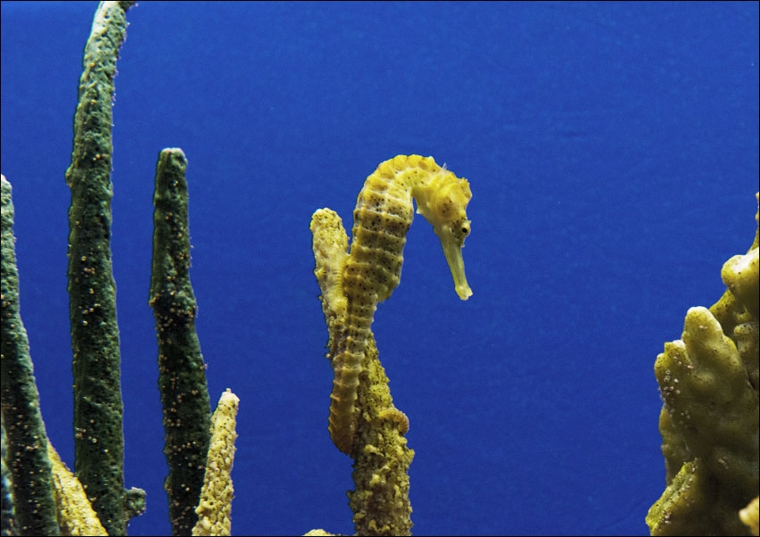 Seahorse., Carol Highsmith - plakat 70x50 cm