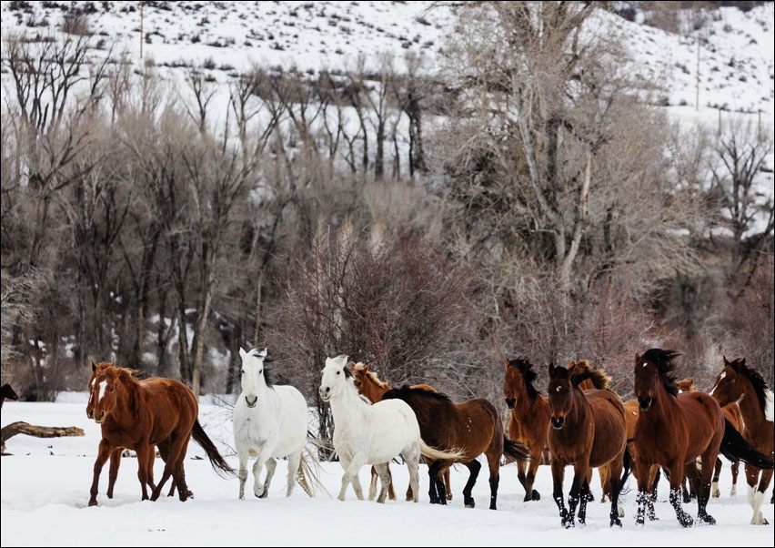 A mixed herd of wild and domesticated horses frolics on the Ladder Livestock ranch, at the Wyoming-Colorado border., Carol Highsmith - plakat 50x40 cm