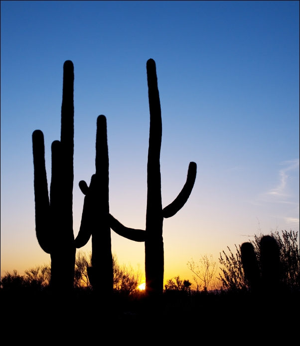 Saguaro Cactus near Tucson, Arizona, Carol Highsmith - plakat 70x100 cm