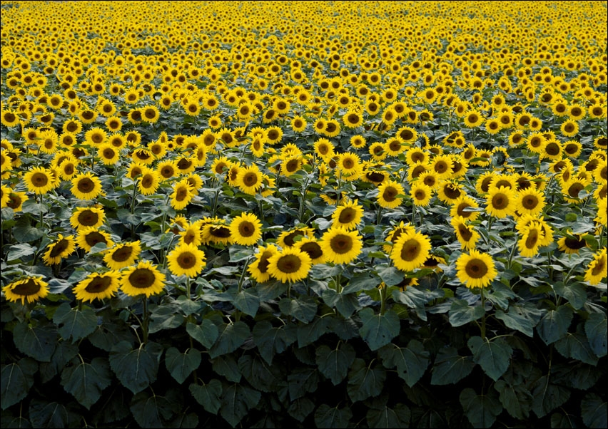 Sunflowers in a Wisconsin field., Carol Highsmith - plakat 100x70 cm