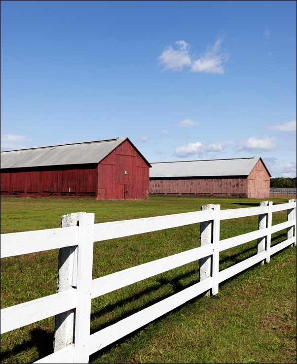 Saguaro Cactus near Tucson in Arizona, USA., Carol Highsmith - plakat 50x70 cm