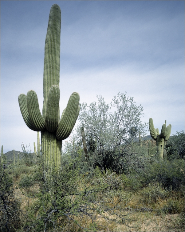 Saguaro Cactus near Tucson, Arizona., Carol Highsmith - plakat 30x40 cm