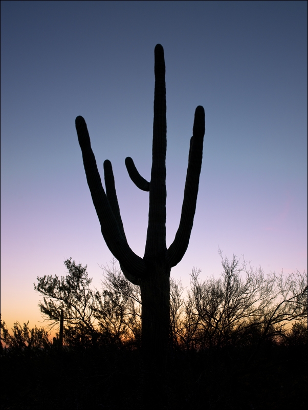 Saguaro Cactus near Tucson in Arizona, USA., Carol Highsmith - plakat 70x100 cm