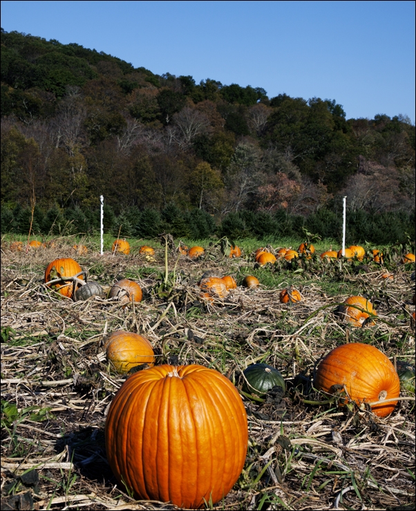 Yosemite National Park, Carol Highsmith - plakat 30x40 cm
