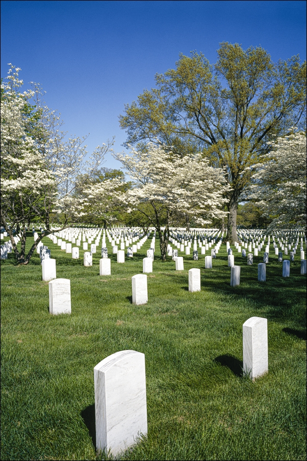 Owl perched on a rock., Carol Highsmith - plakat 40x50 cm