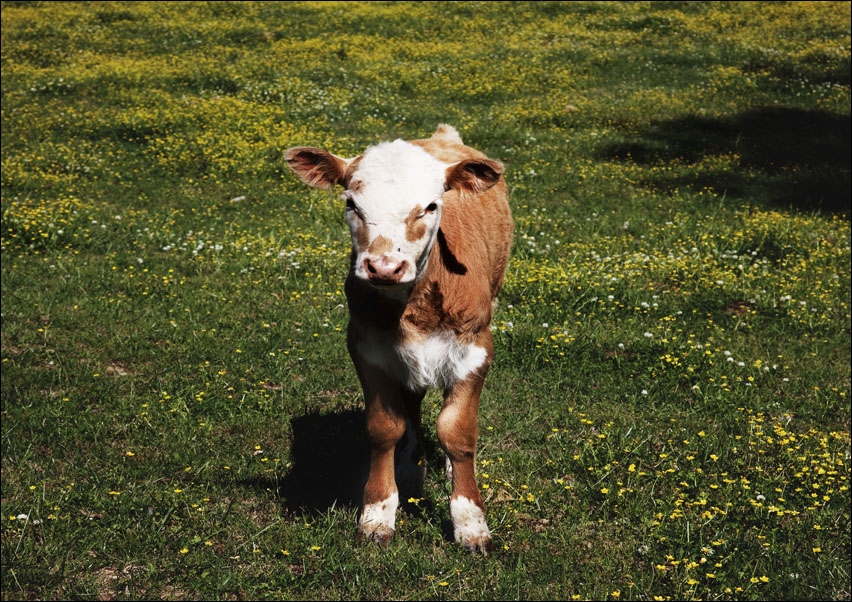 Young calf standing in a field in rural Alabama, Carol Highsmith - plakat 50x40 cm