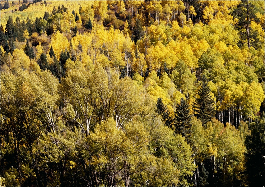 Colorado Aspens., Carol Highsmith - plakat 70x50 cm