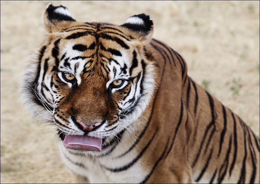 Tiger at the Wild Animal Sanctuary, Carol Highsmith - plakat 80x60 cm