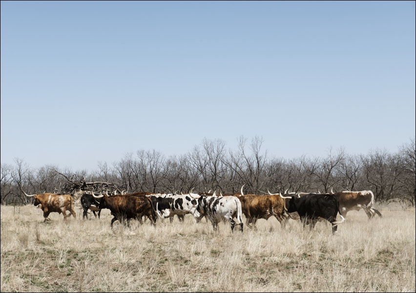 A herd of longhorn cattle grazing near the Fort Griffin town site., Carol Highsmith - plakat 29,7x21 cm