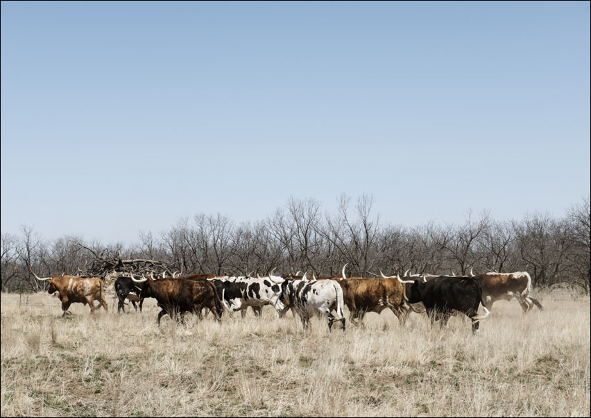 A herd of longhorn cattle grazing near the Fort Griffin town site., Carol Highsmith - plakat 50x40 cm