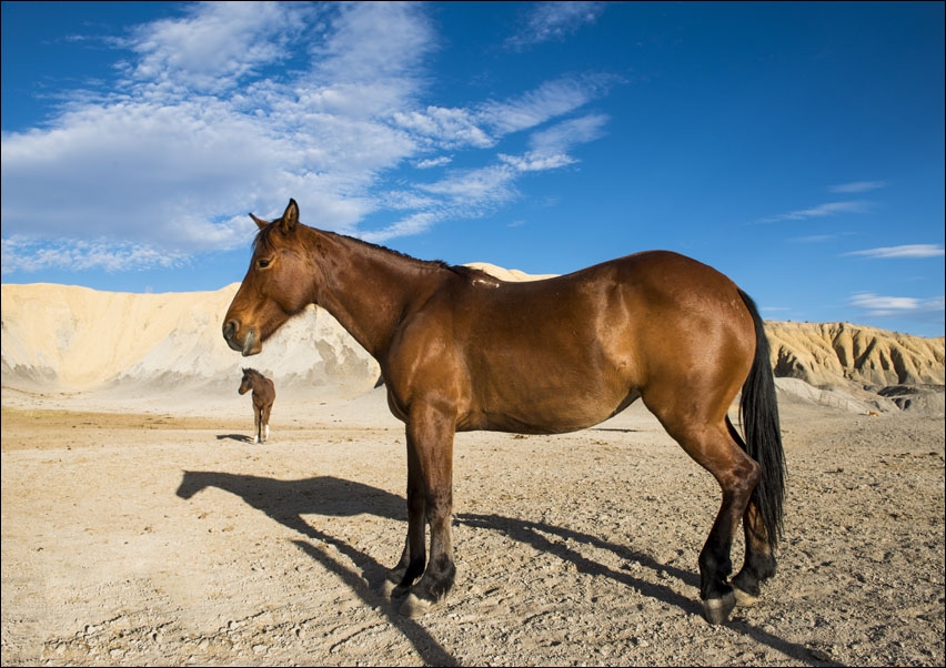 There’s not much to graze on for these horses in the rugged terrain north of Big Bend National Park in the 
