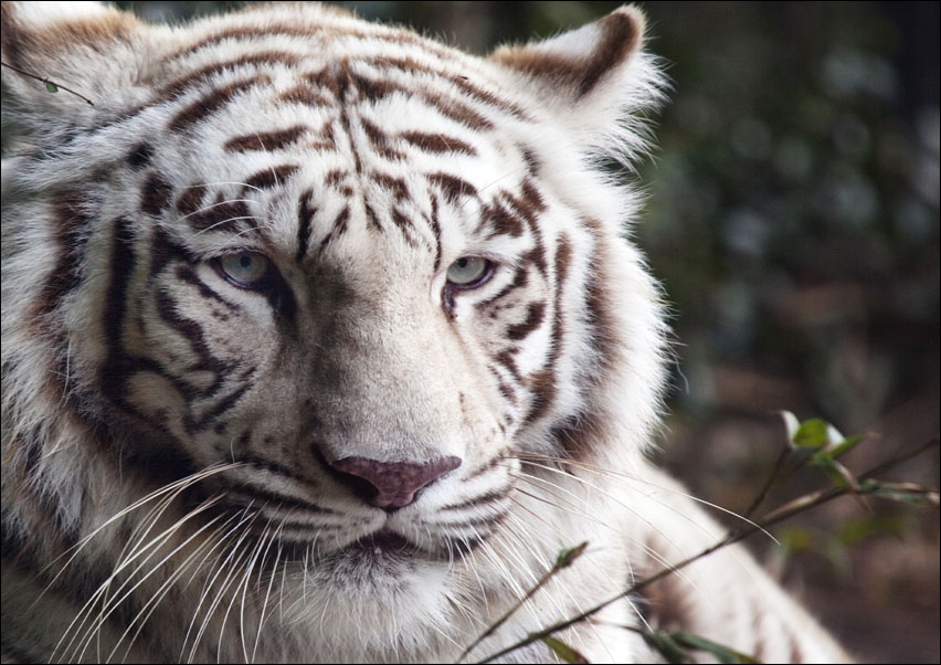 White Bengal tiger at the Montgomery Zoo, it was established in 1920 as part of Oak Park., Carol Highsmith - plakat 29,7x21 cm