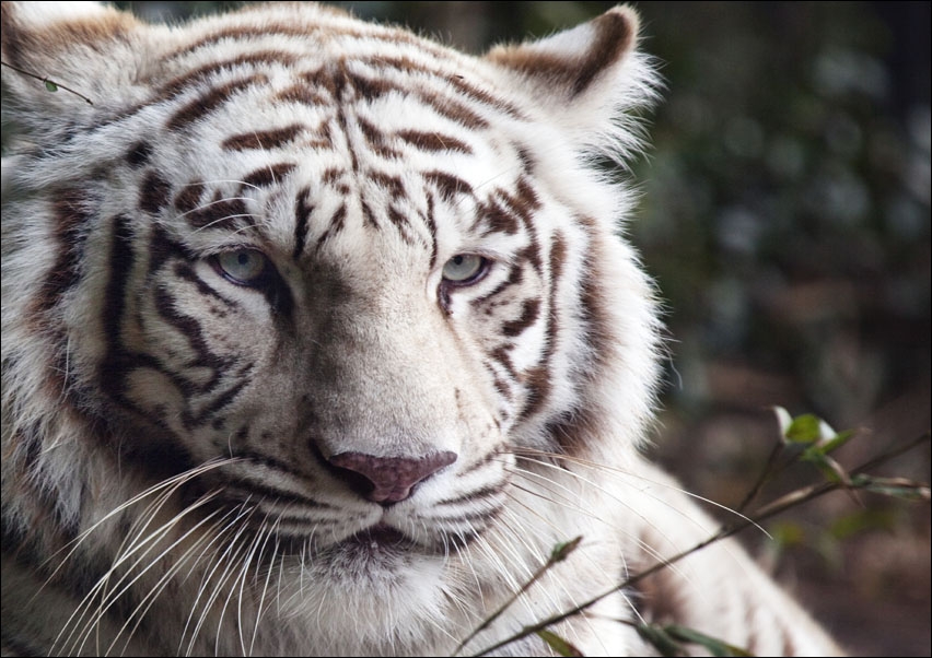 White Bengal tiger at the Montgomery Zoo, it was established in 1920 as part of Oak Park., Carol Highsmith - plakat 100x70 cm