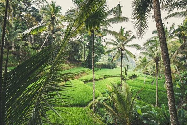 Plakat, Tegallalang II, 29,7x21 cm