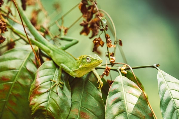 Plakat, lizzard, 40x30 cm