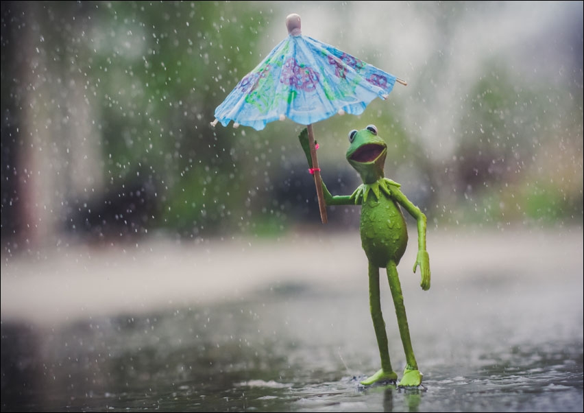 Kermit Żaba, Ulica Sezamkowa - plakat Wymiar do wyboru: 29,7x21 cm