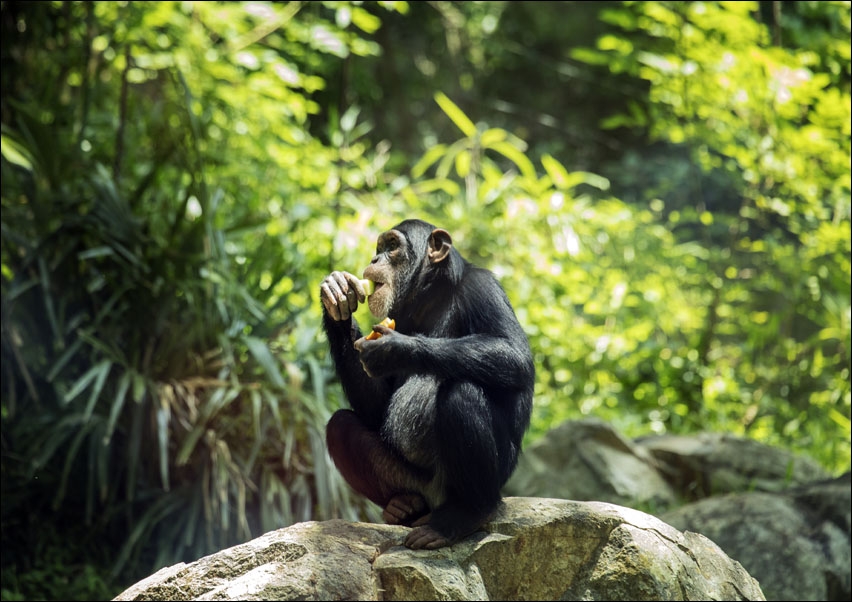 Chimpanzee at the North Carolina Zoological Park in Asheboro, North Carolina., Carol Highsmith - plakat 70x50 cm