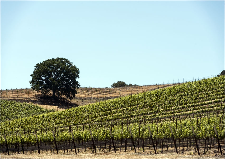 Vineyard in Napa Valley, California, Carol Highsmith - plakat 70x50 cm
