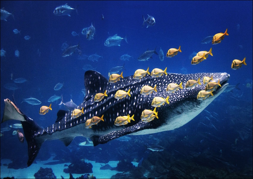 Whale Shark at Georgia Aquarium in Atlanta, Carol Highsmith - plakat 50x40 cm