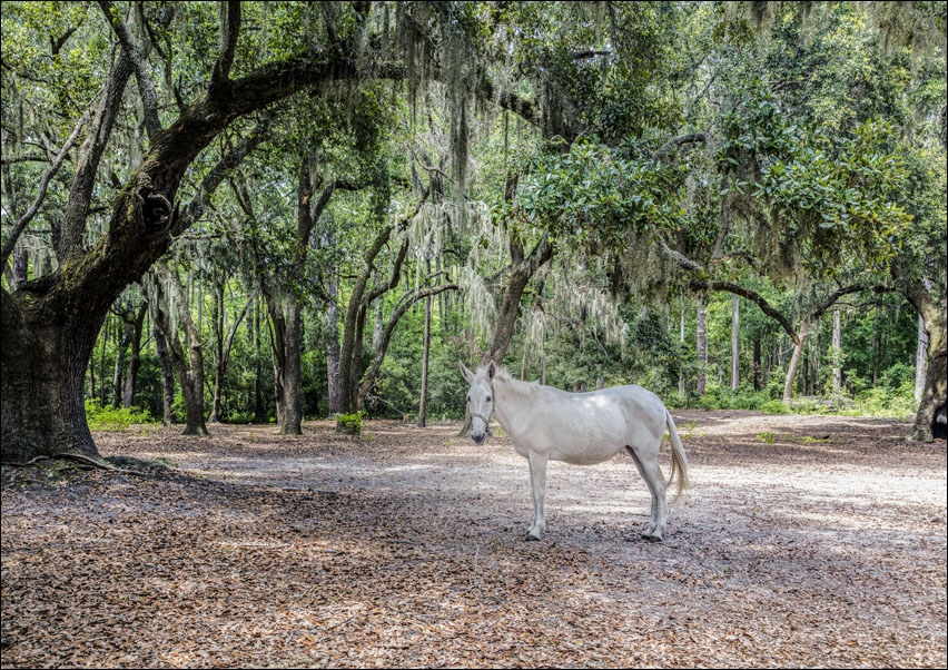 White horse at Brookgreen Gardens., Carol Highsmith - plakat 100x70 cm
