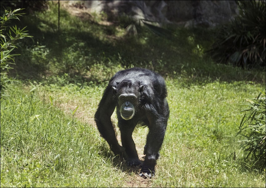 Chimpanzee at the North Carolina Zoological Park in Asheboro, North Carolina, Carol Highsmith - plakat 100x70 cm
