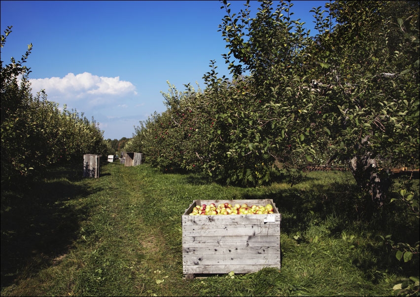 Scene at fall apple-harvest time at Shelburne Orchards in Shelburne, Vermont., Carol Highsmith - plakat 100x70 cm