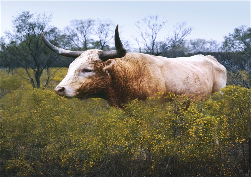 The State of Texas raises longhorn cattle at Abilene State Historical Park on the site of old Fort Griffin., Carol Highsmith - plakat 70x50 cm