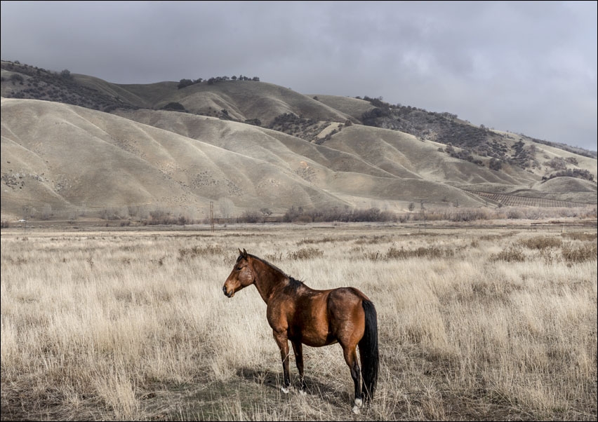 Trees on a ranch, Carol Highsmith - plakat 100x70 cm