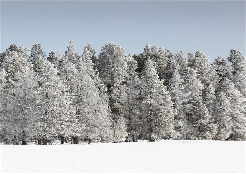 Trees get a white winter glaze in Yellowstone National Park, Carol Highsmith - plakat 70x50 cm