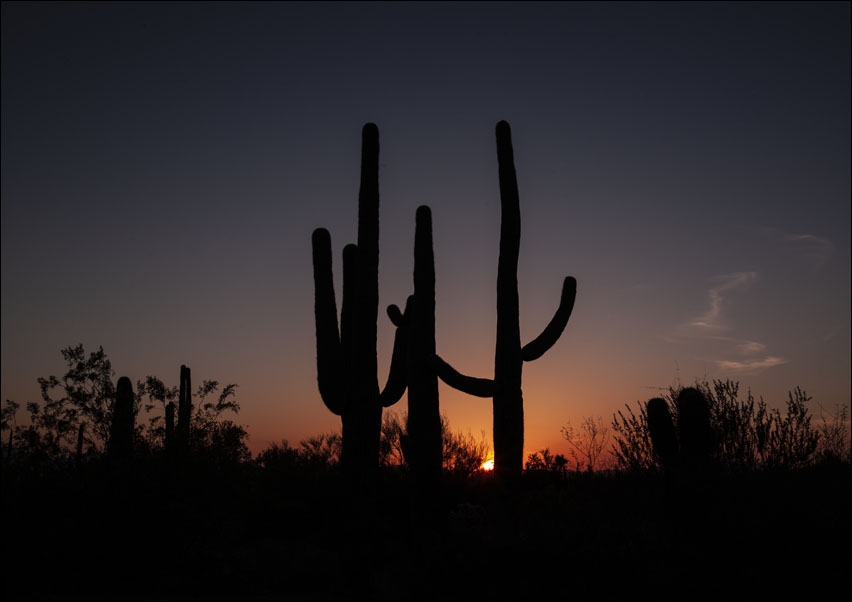 Saguaro cacti at sunset outside Tucson, Arizona, Carol Highsmith - plakat 100x70 cm