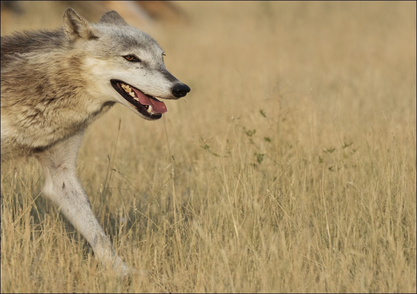 Wolf on the run at the Wild Animal Sanctuary near Keenesburg, Colorado, Carol Highsmith - plakat 70x50 cm