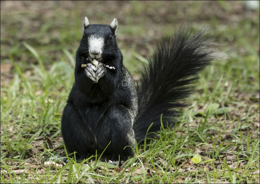 A squirrel at the Lowcountry Trail, Carol Highsmith - plakat 29,7x21 cm