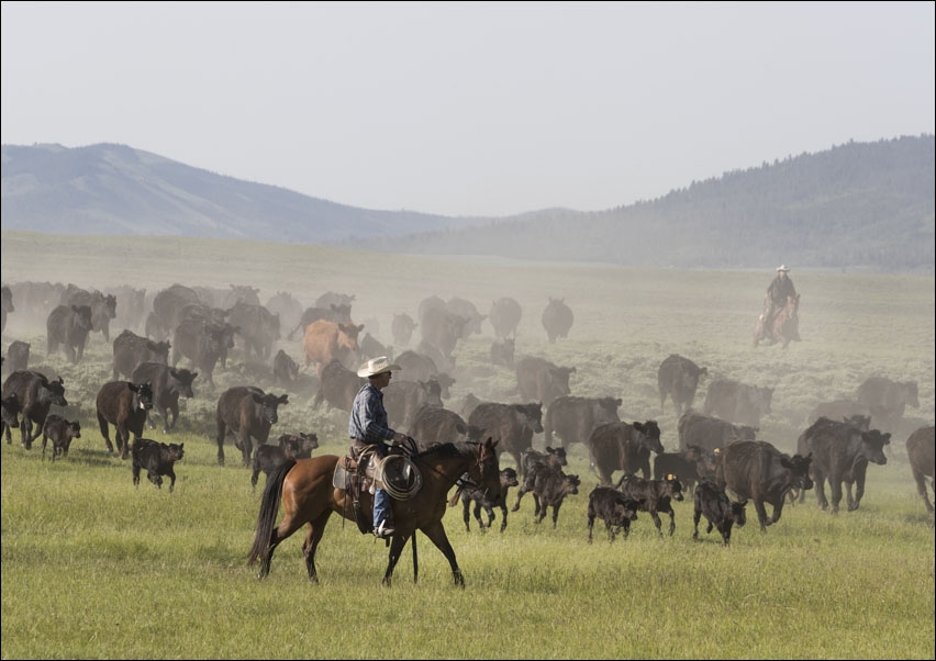 Ranch manager Mark Dunning oversees a roundup at the Big Creek cattle ranch near the Colorado border in Carbon County, Wyoming., Carol Highsmith - pla