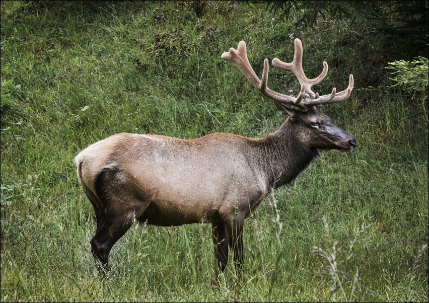 Redwood National and State Park on U.S. 101 in Northern California., Carol Highsmith - plakat 50x40 cm