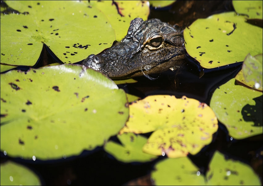 The Okefenokee Swamp Park in Waycross, Georgia, Carol Highsmith - plakat 70x50 cm