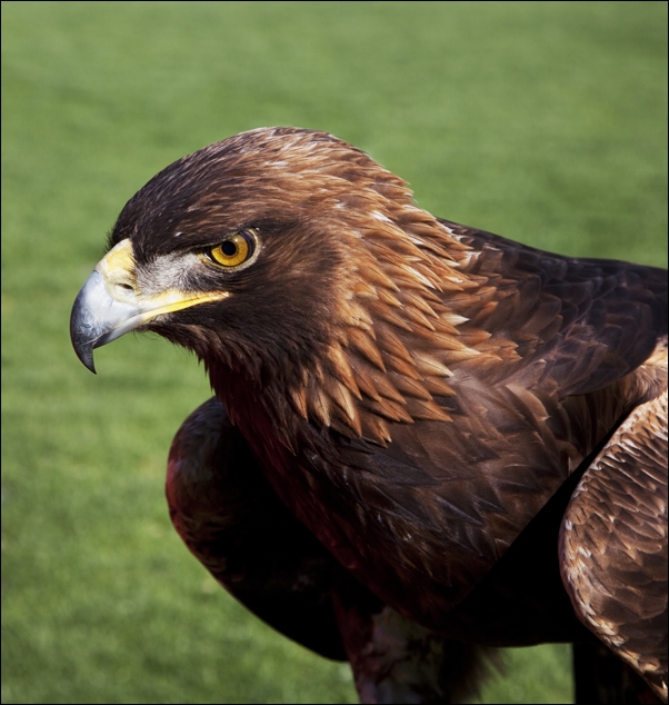 The golden eagle that flies at the Auburn University’s football game every year., Carol Highsmith - plakat 40x40 cm