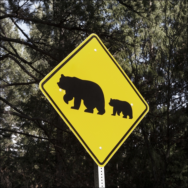 One of what are fairly common bear-crossing signs in California’s Sierra Mountains., Carol Highsmith - plakat 40x40 cm