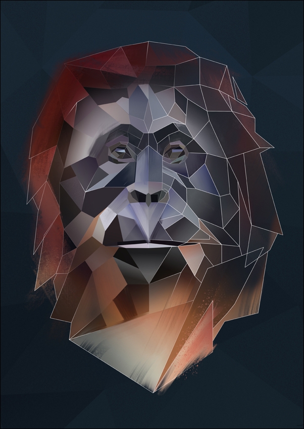 orangutan tło - plakat Wymiar do wyboru: 50x70 cm