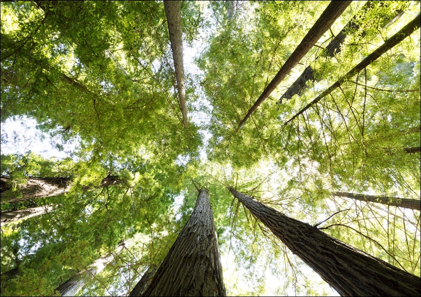 The Redwood National and State Parks., Carol Highsmith - plakat 70x50 cm