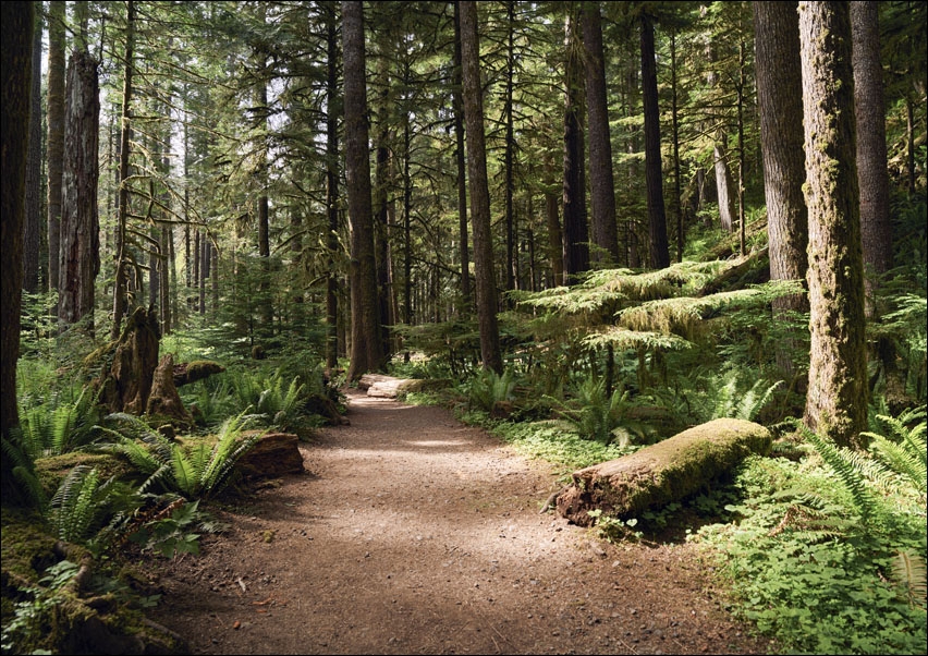 Scene along the trail to Marymere Falls, Carol Highsmith - plakat 100x70 cm