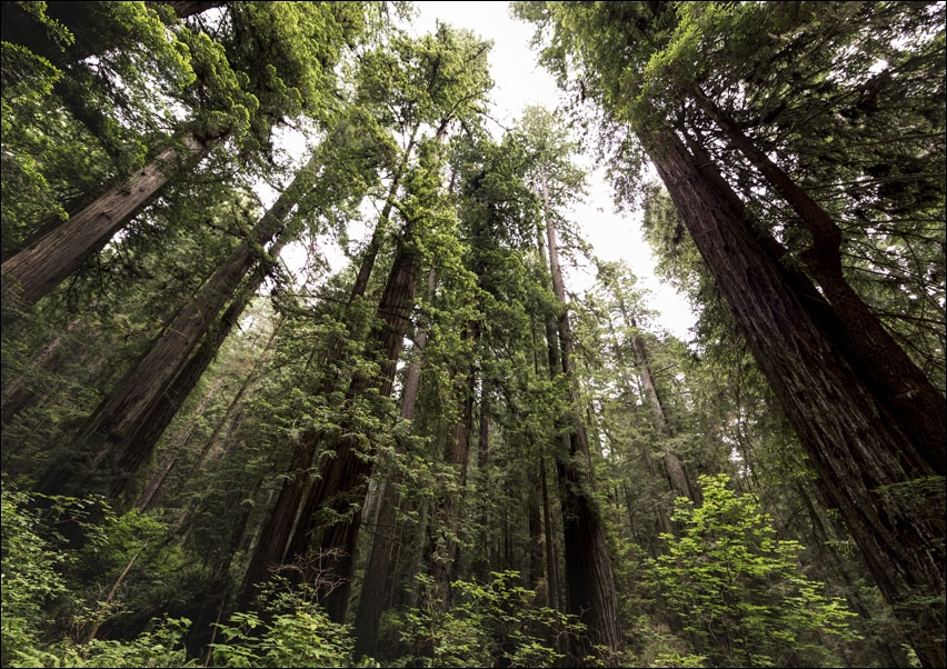 The Redwood National and State Parks along the coast of northern California., Carol Highsmith - plakat 50x40 cm