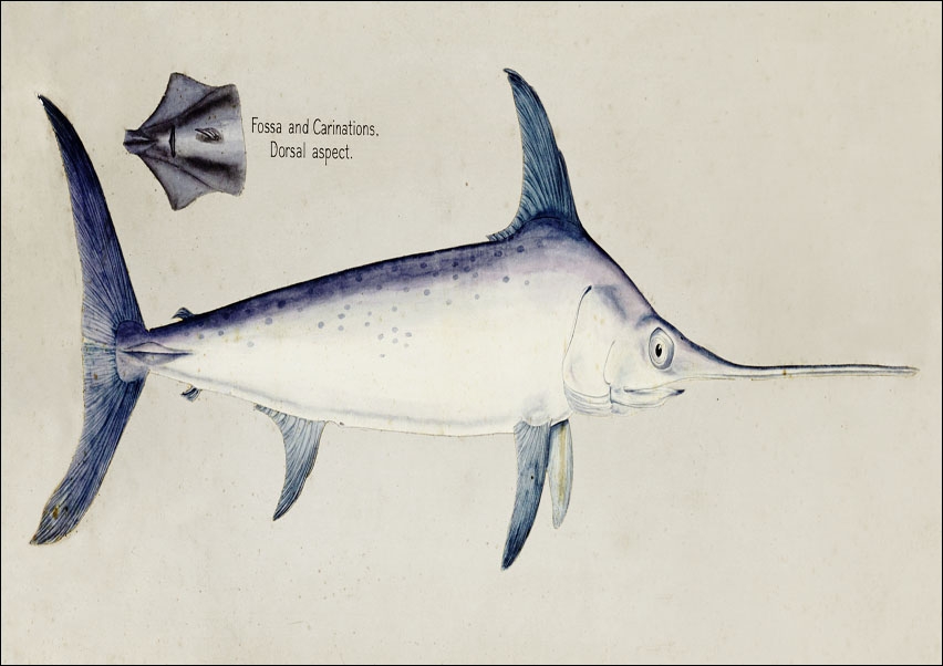 Antique Sword fish, F. E. Clarke - plakat 50x40 cm