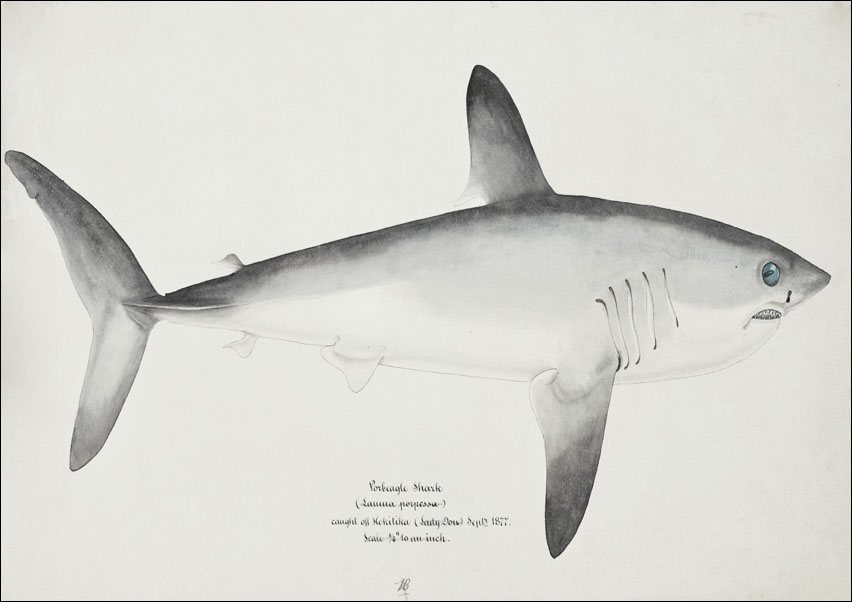 Antique fish Porbeagle Shark, F. E. Clarke - plakat 42x29,7 cm